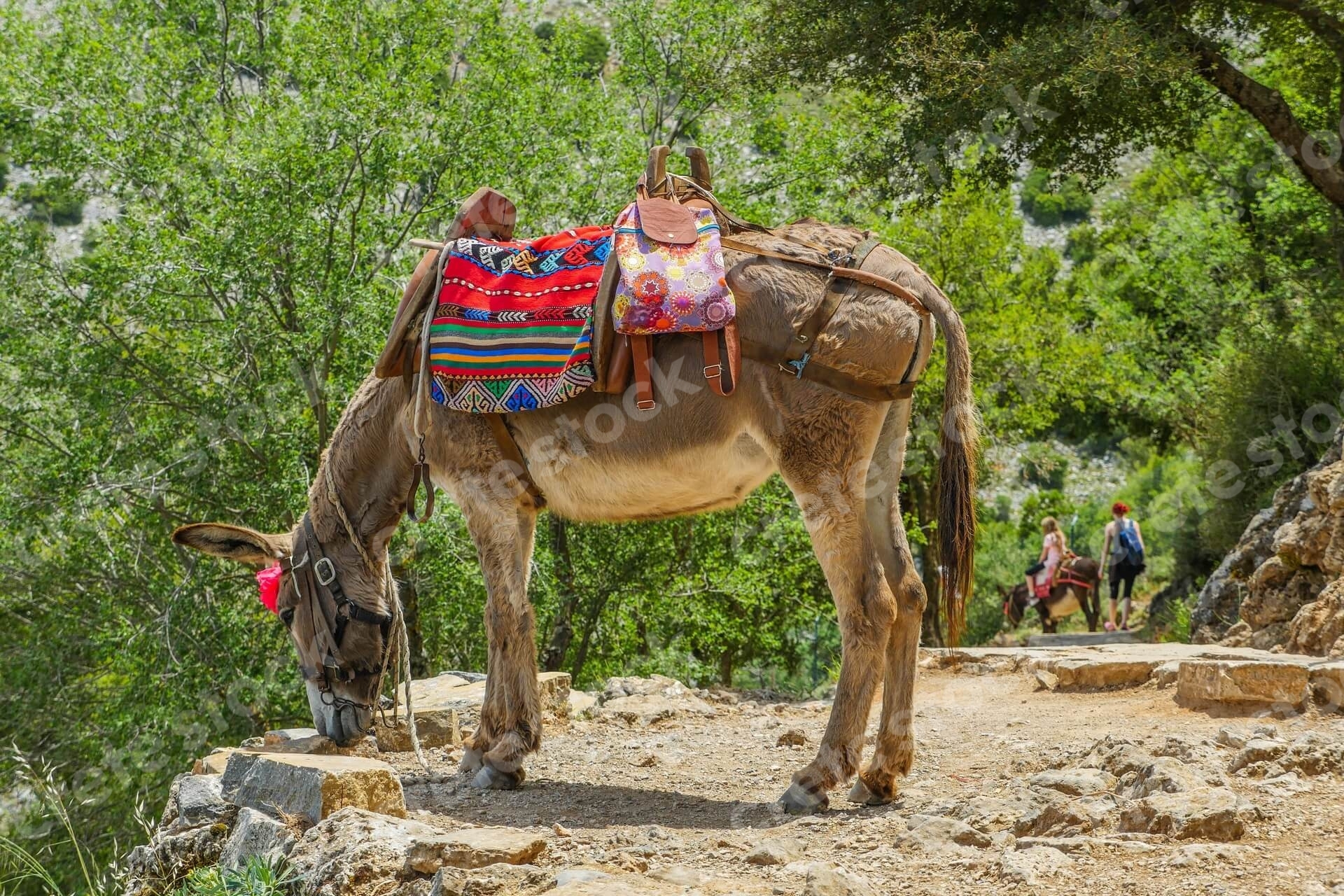 donkey-in-psychro-cave-in-lasithi