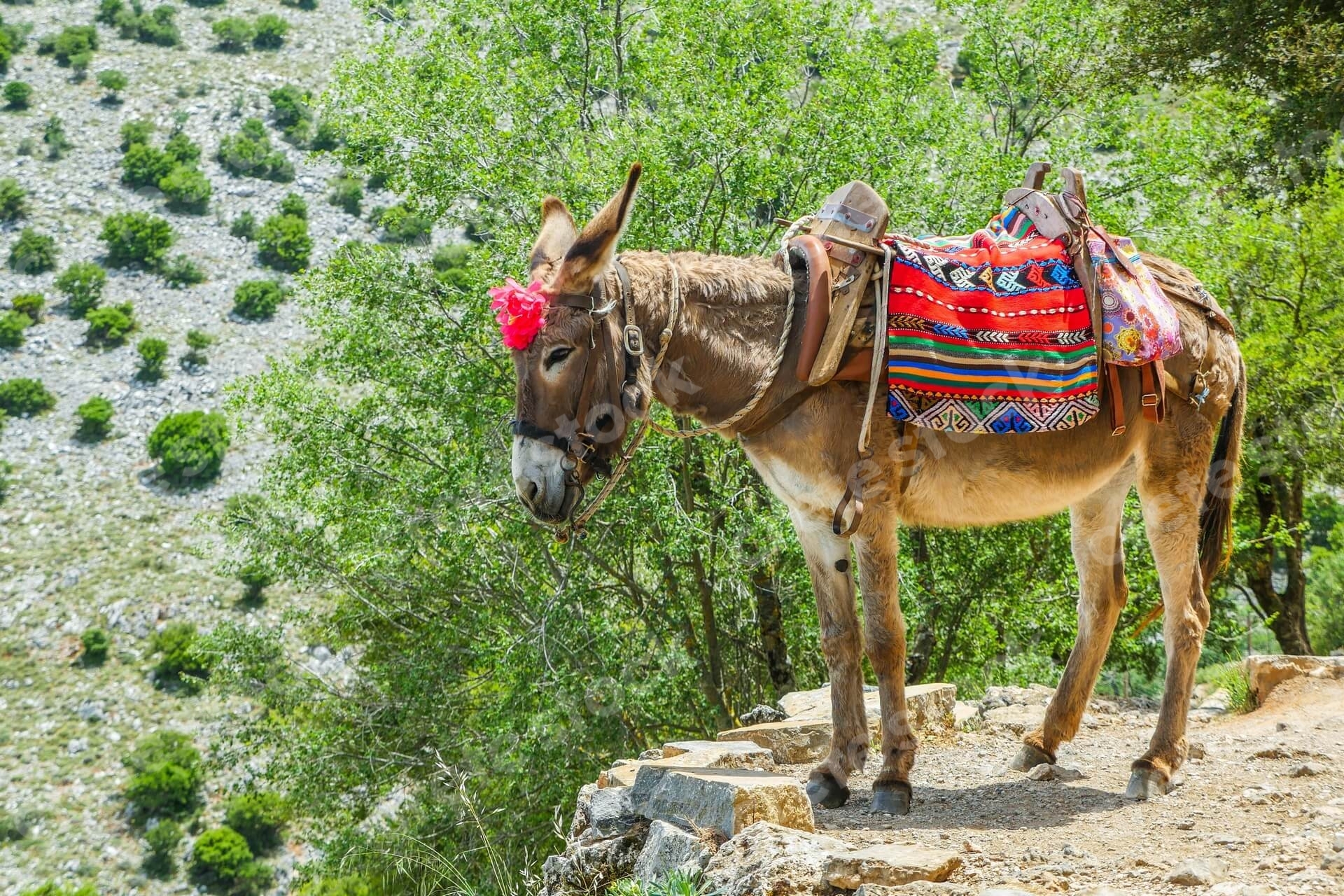 donkey-in-psychro-cave-in-lasithi