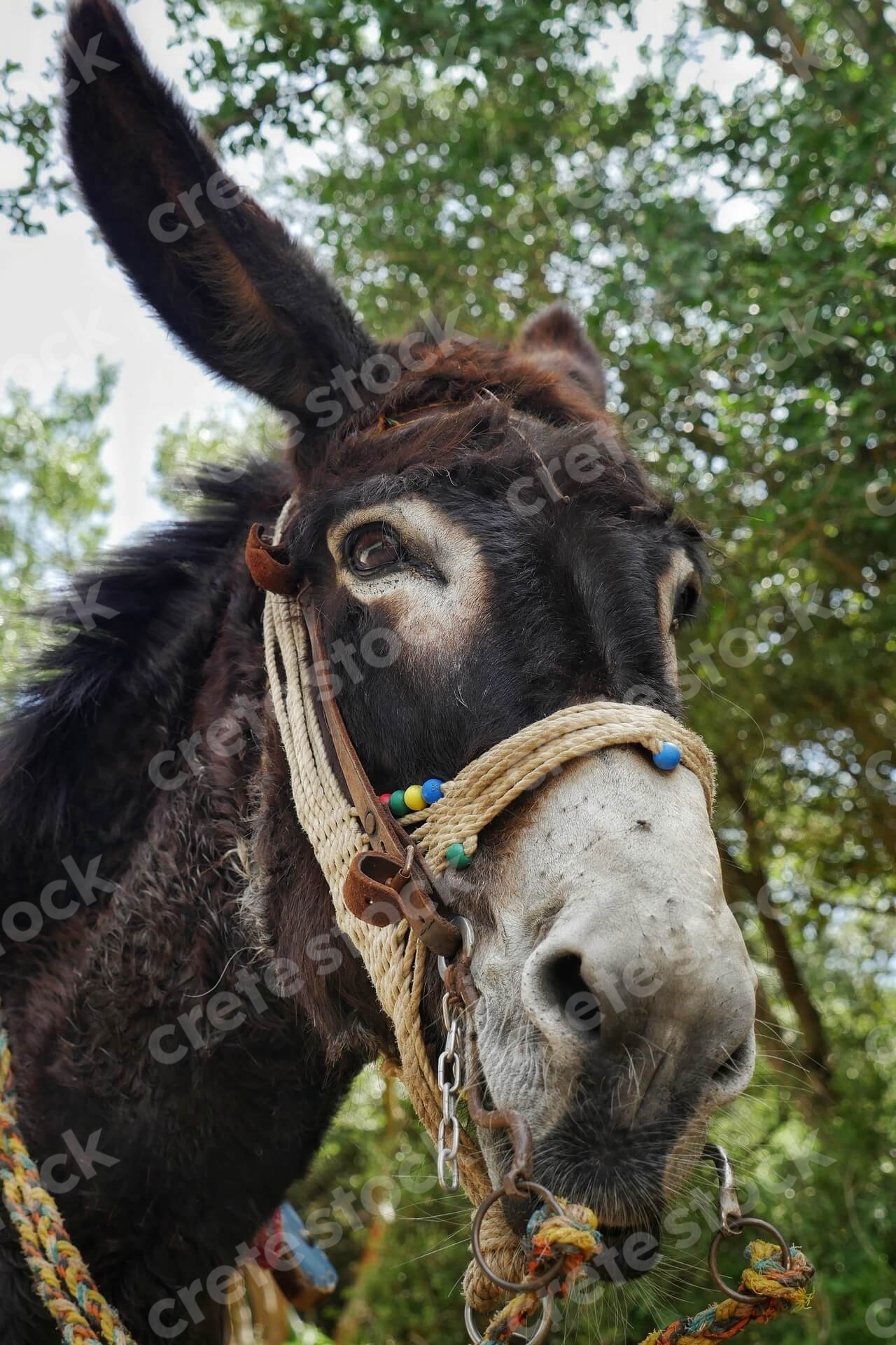 donkey-in-psychro-cave-in-lasithi