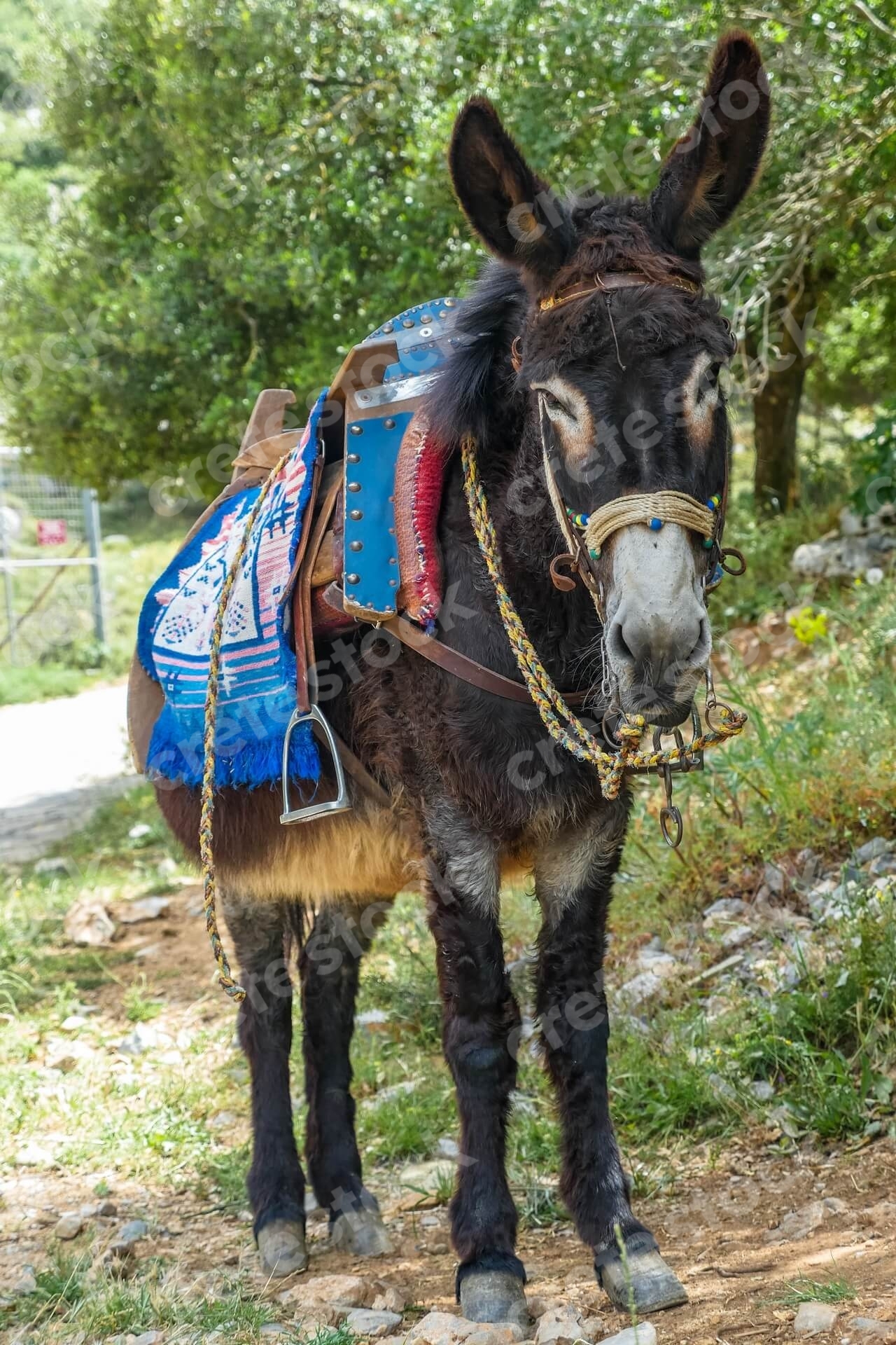 donkey-in-psychro-cave-in-lasithi