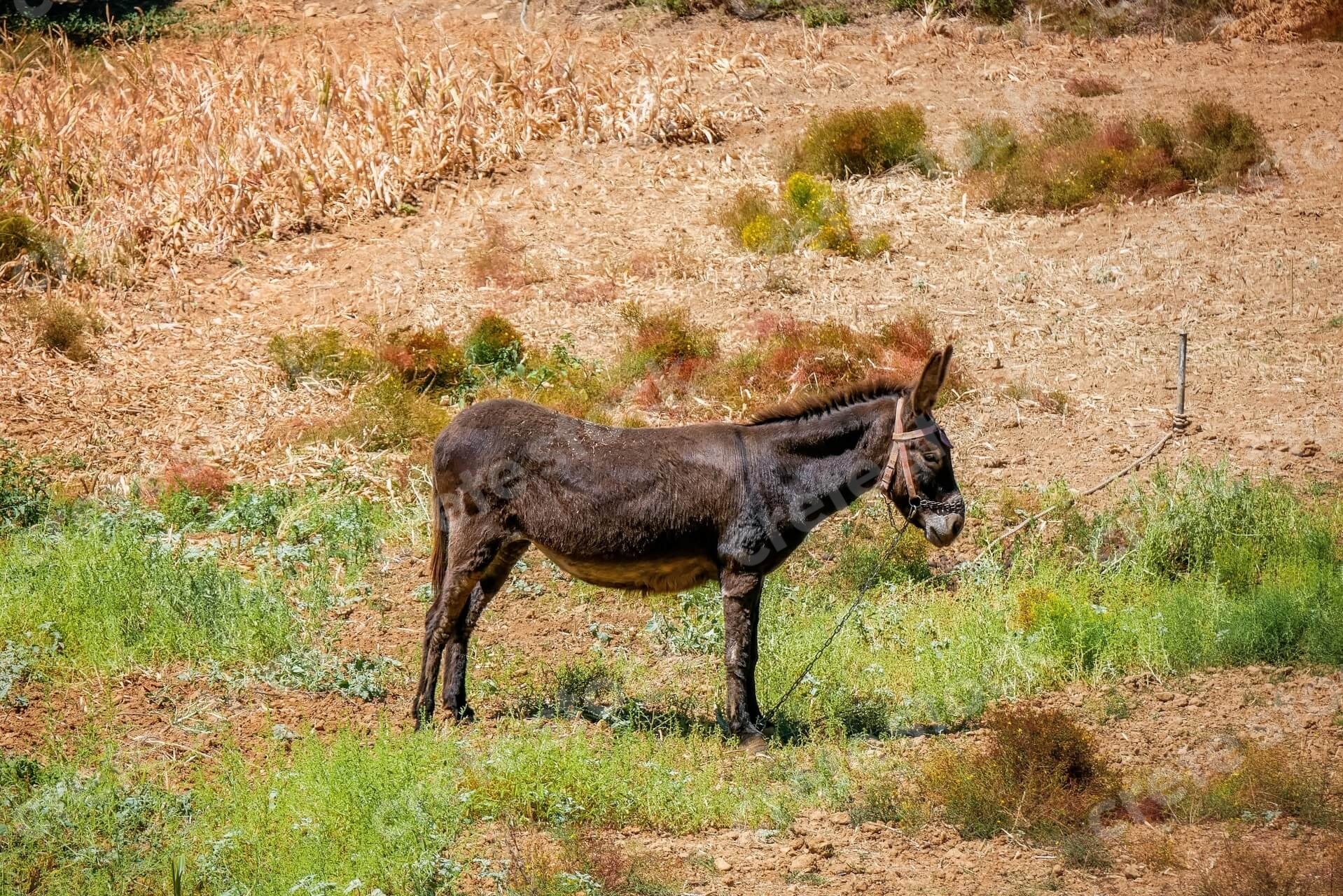 donkey-in-a-field-in-chania