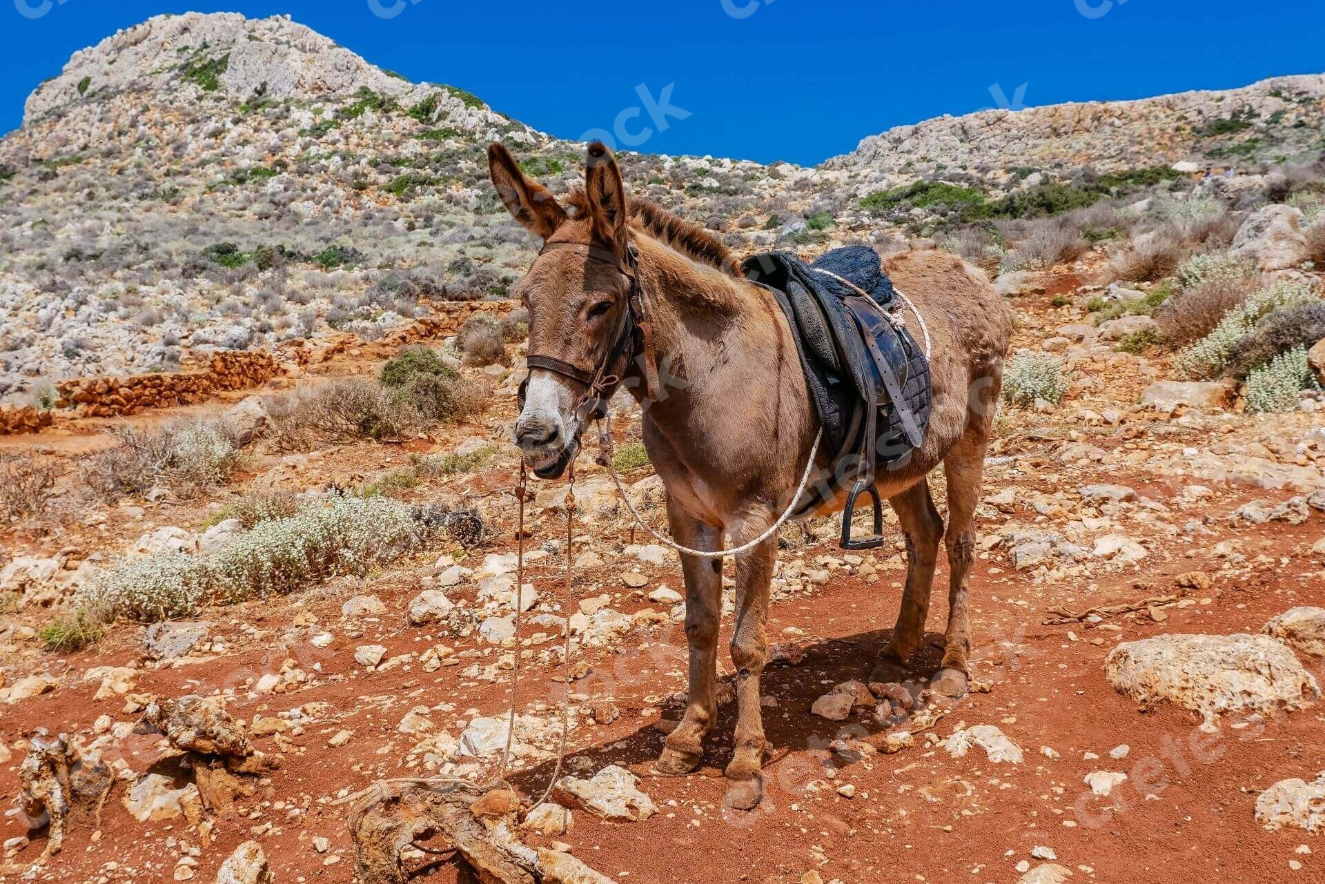 donkey-taxi-in-chania-crete