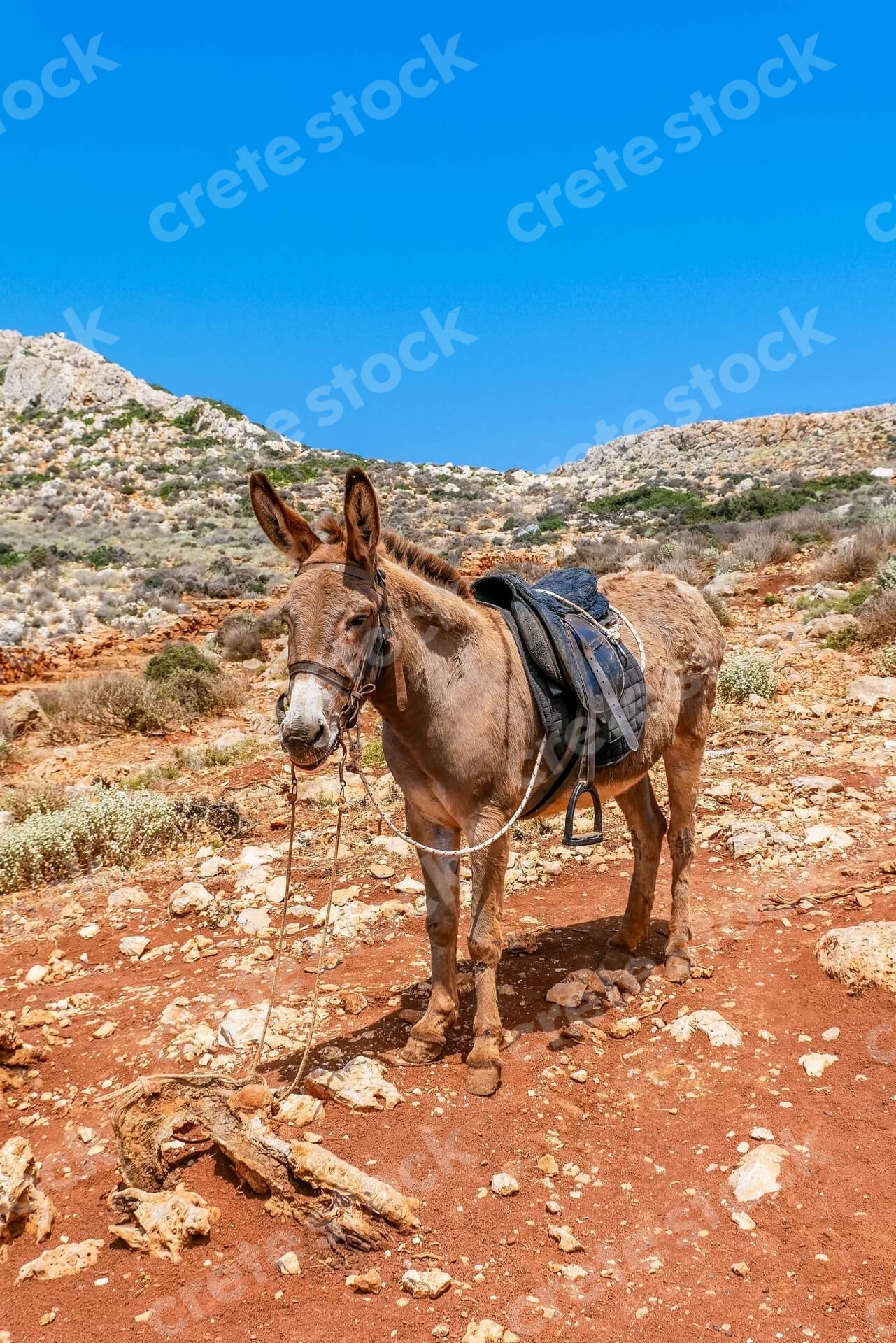 donkey-taxi-in-chania-crete