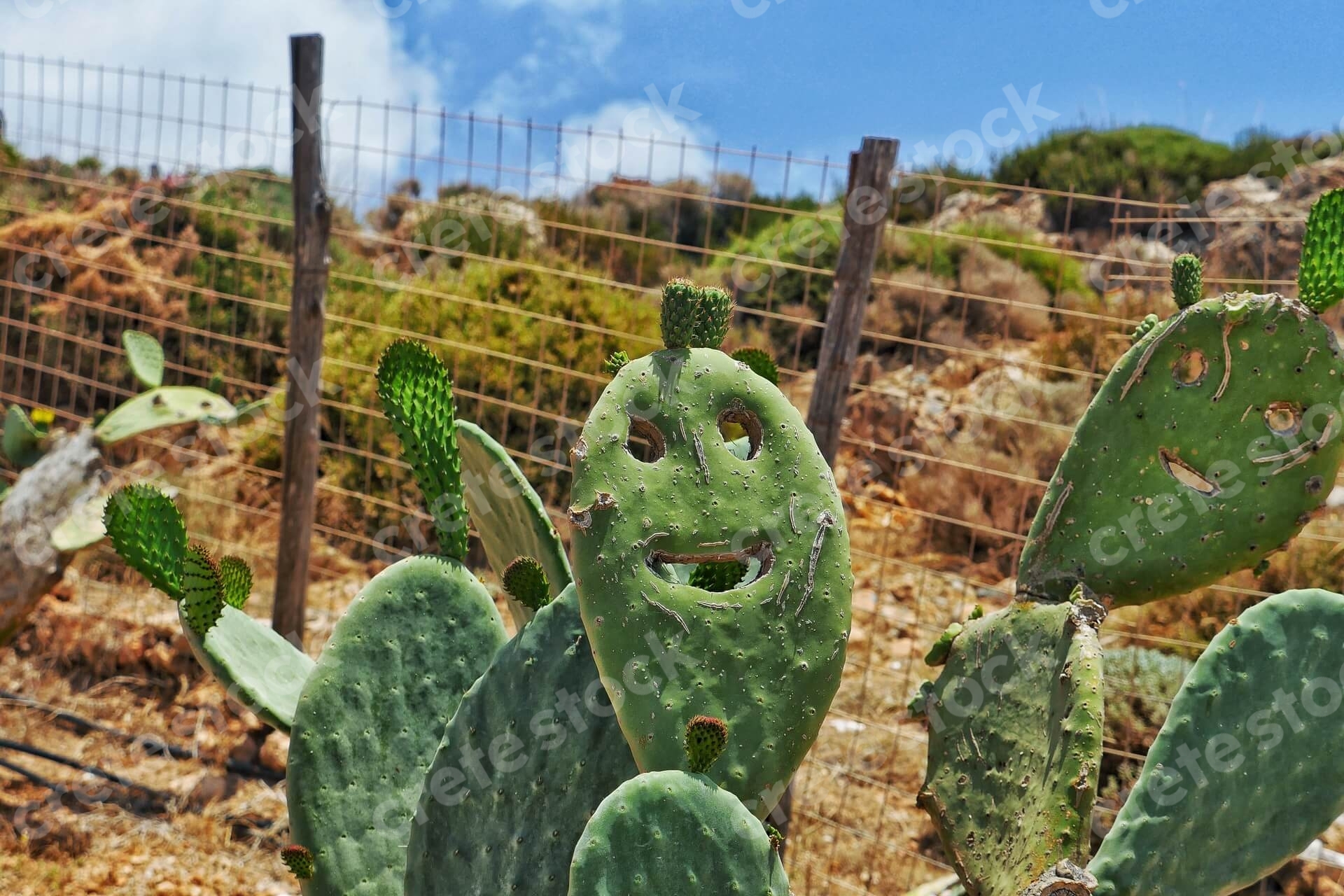 elafonisi-beach-cactus-in-chania