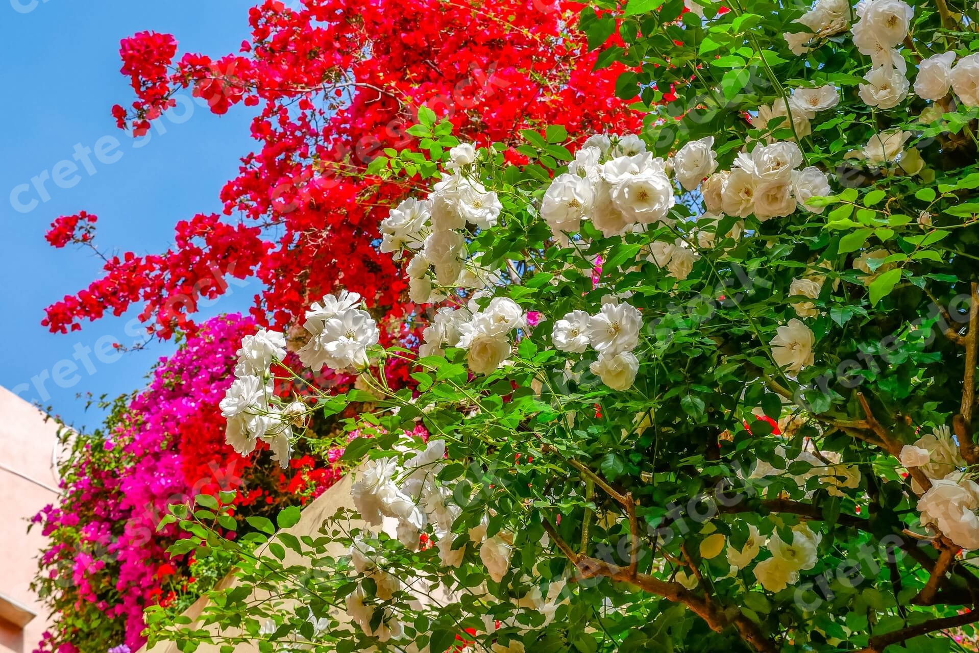 flowers-of-a-venetian-house-in-chania