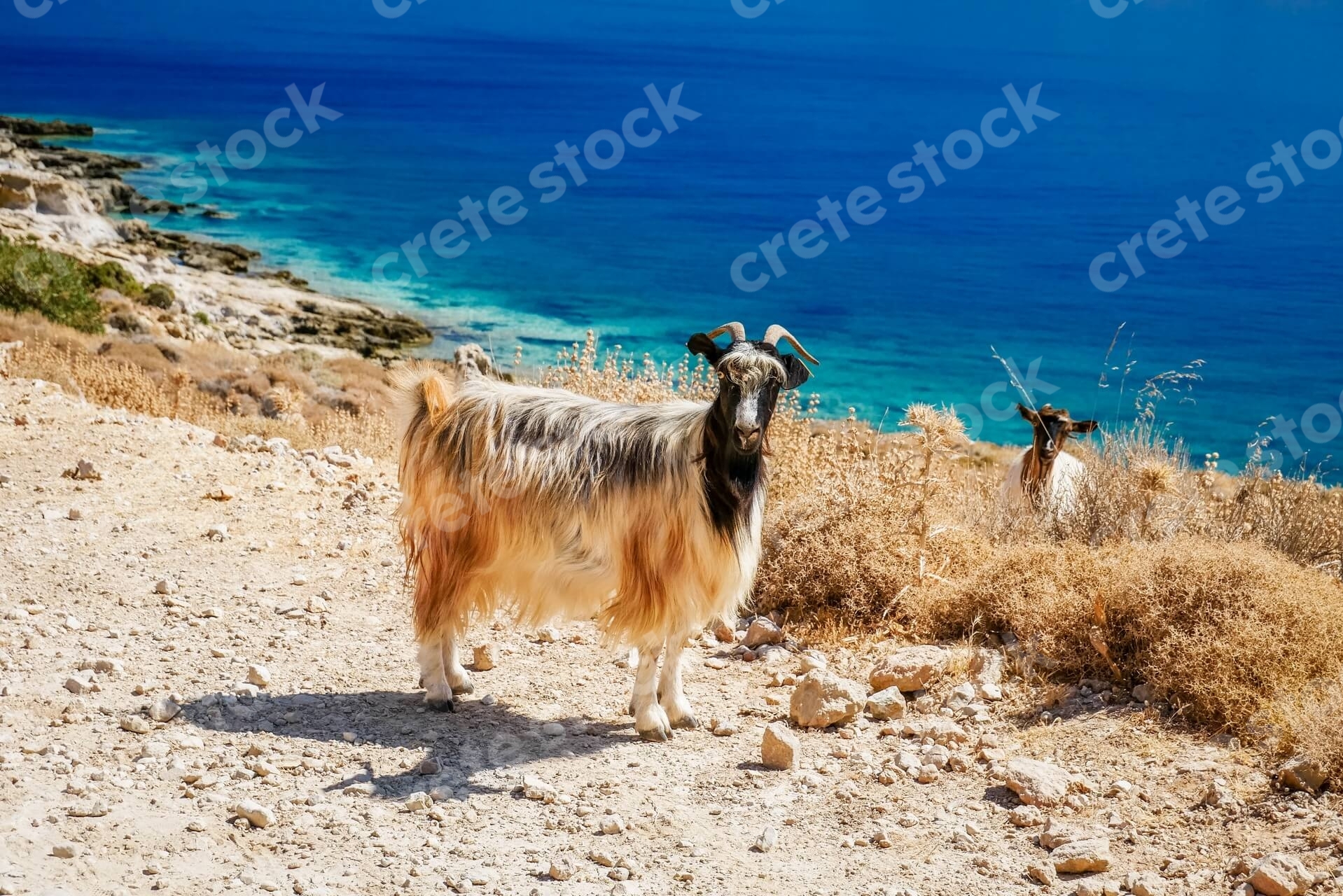 goats-on-the-way-to-balos-beach-and-lagoon-in-chania