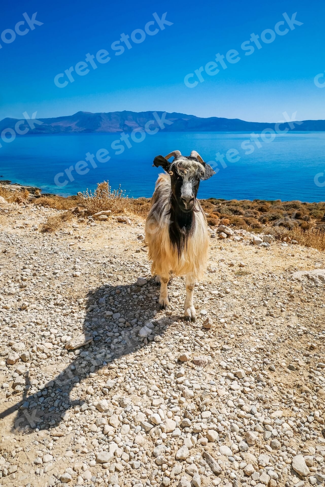 goat-on-the-way-to-balos-beach-and-lagoon-in-chania