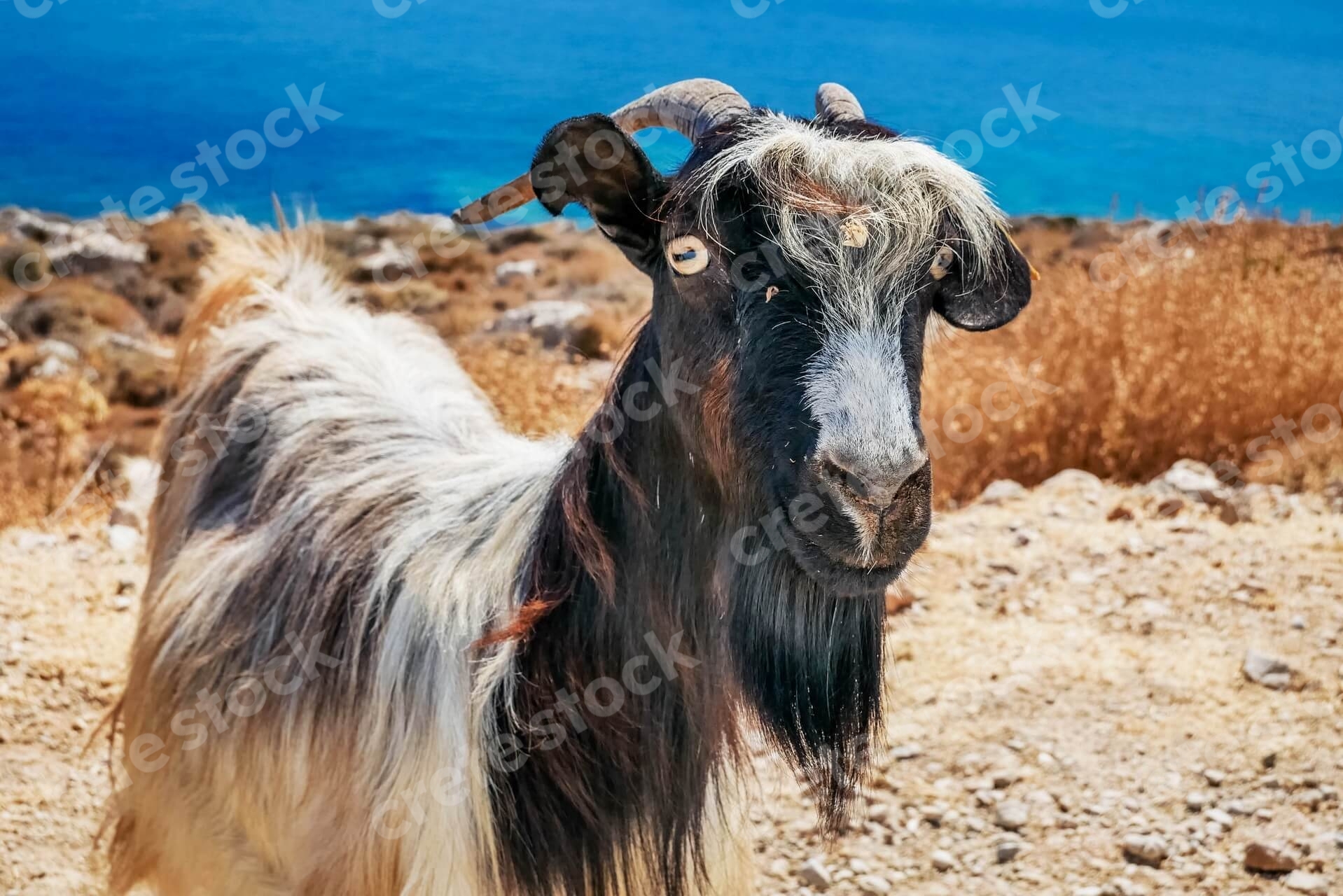 goat-on-the-way-to-balos-beach-and-lagoon-in-chania