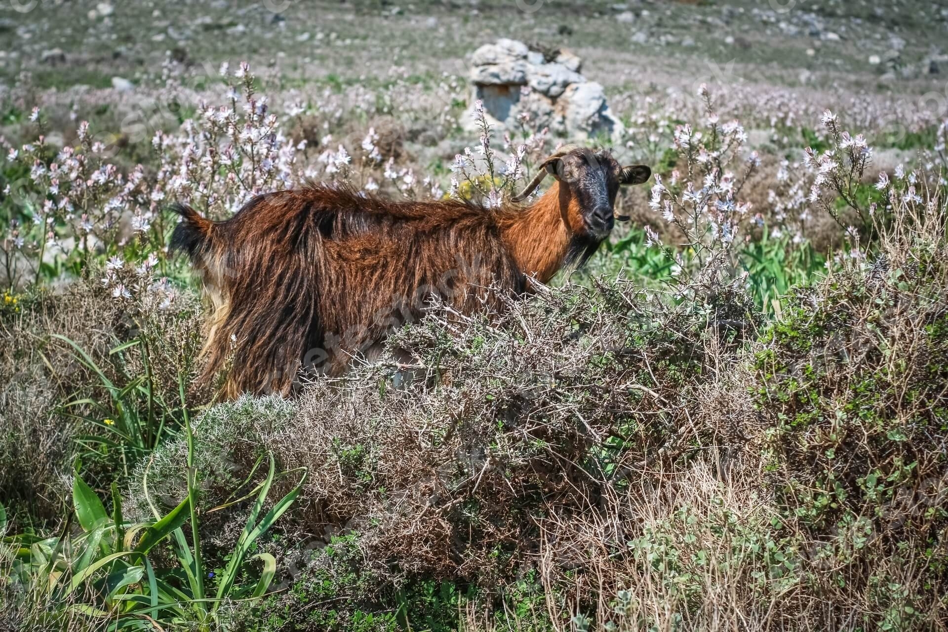 goat-on-the-way-to-balos-beach-and-lagoon-in-chania