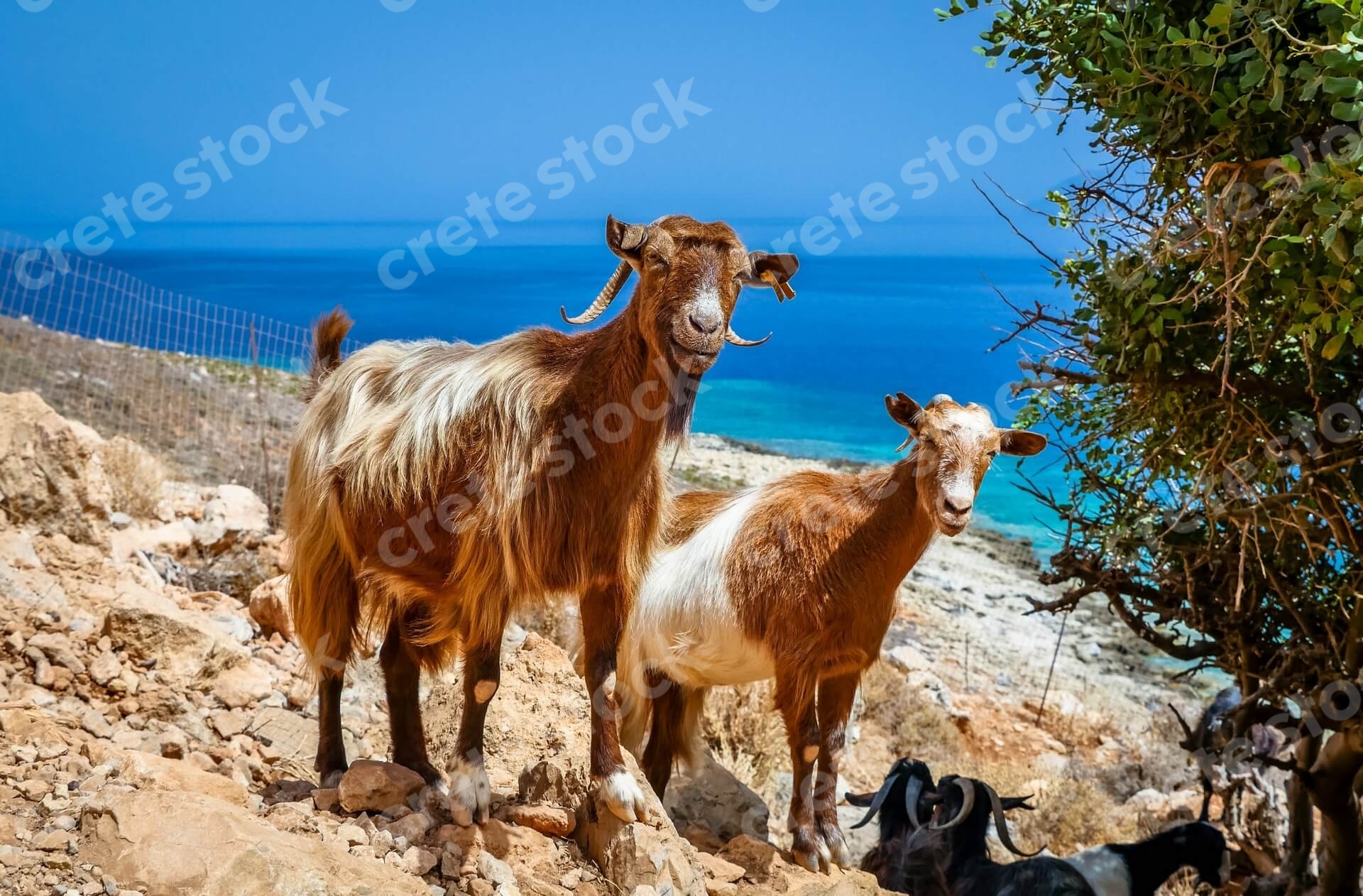 goats-on-the-way-to-balos-beach-and-lagoon-in-chania