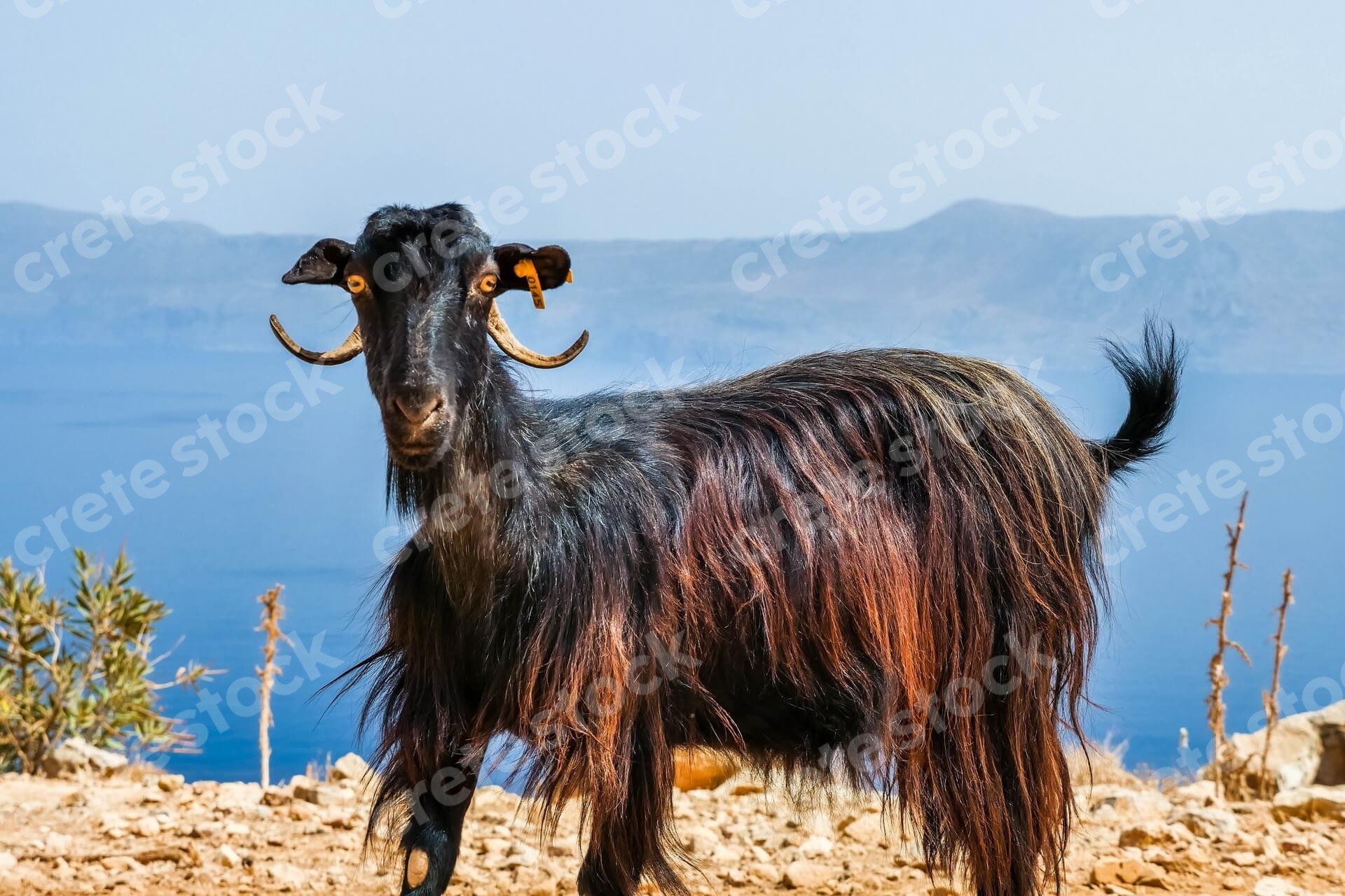 goat-on-the-way-to-balos-beach-and-lagoon-in-chania