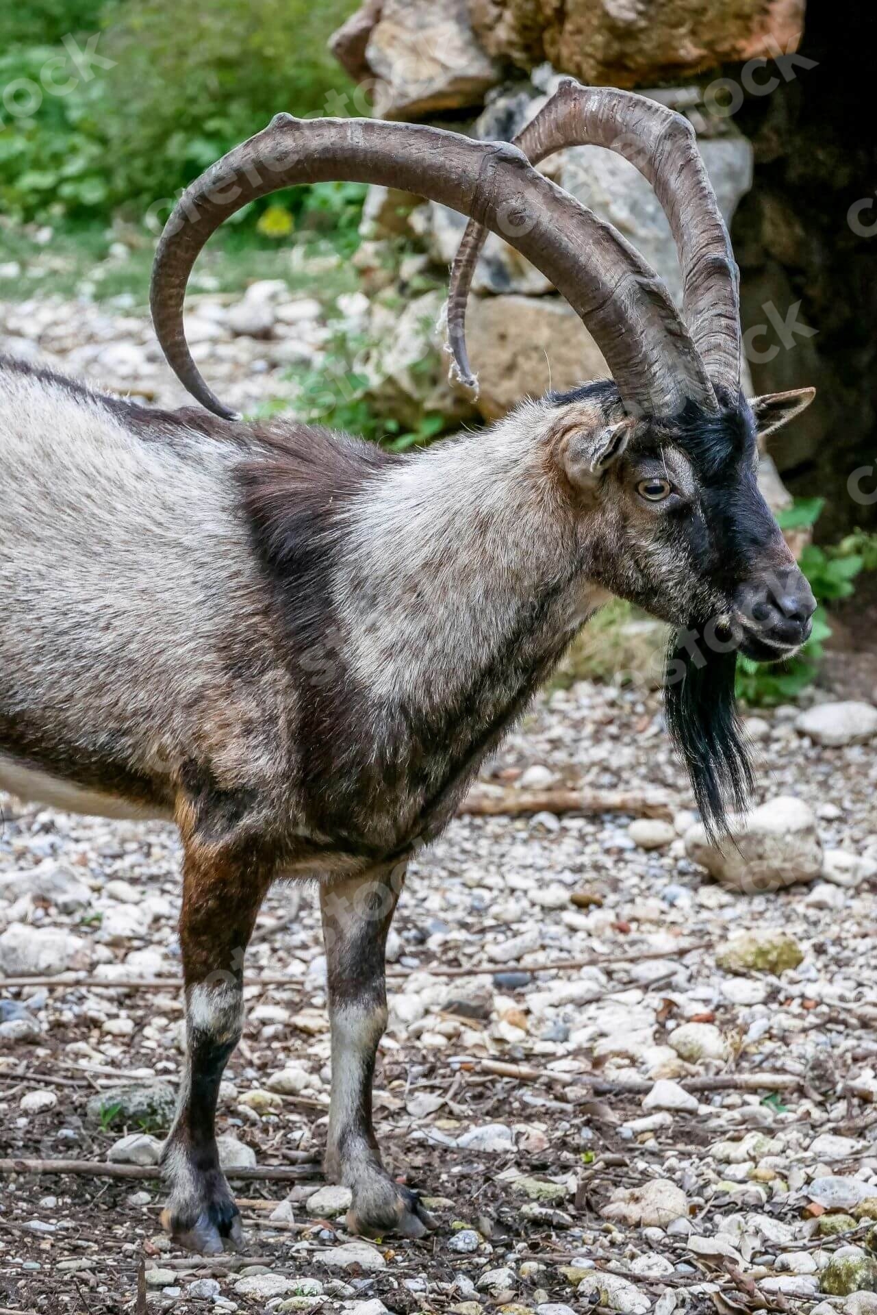 kri-kri-cretan-goat-in-crete