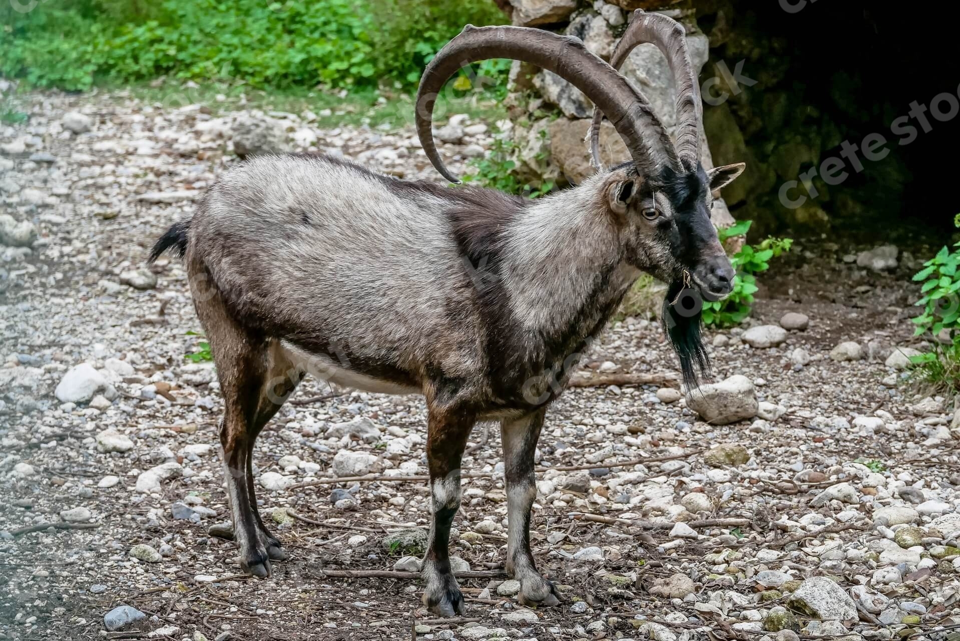 kri-kri-cretan-goat-in-crete