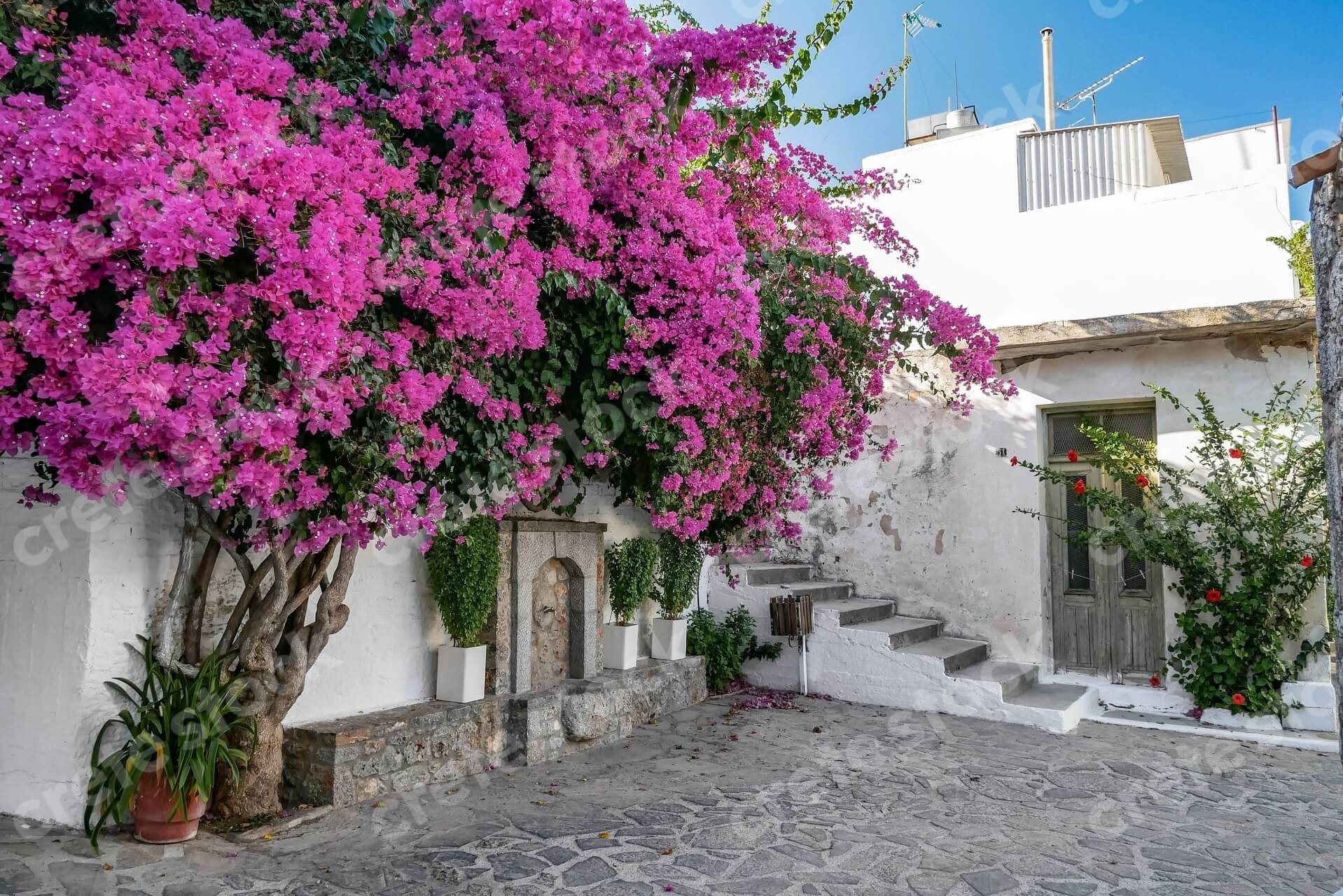 flowers-in-kritsa-village-in-agios-nikolaos-lasithi