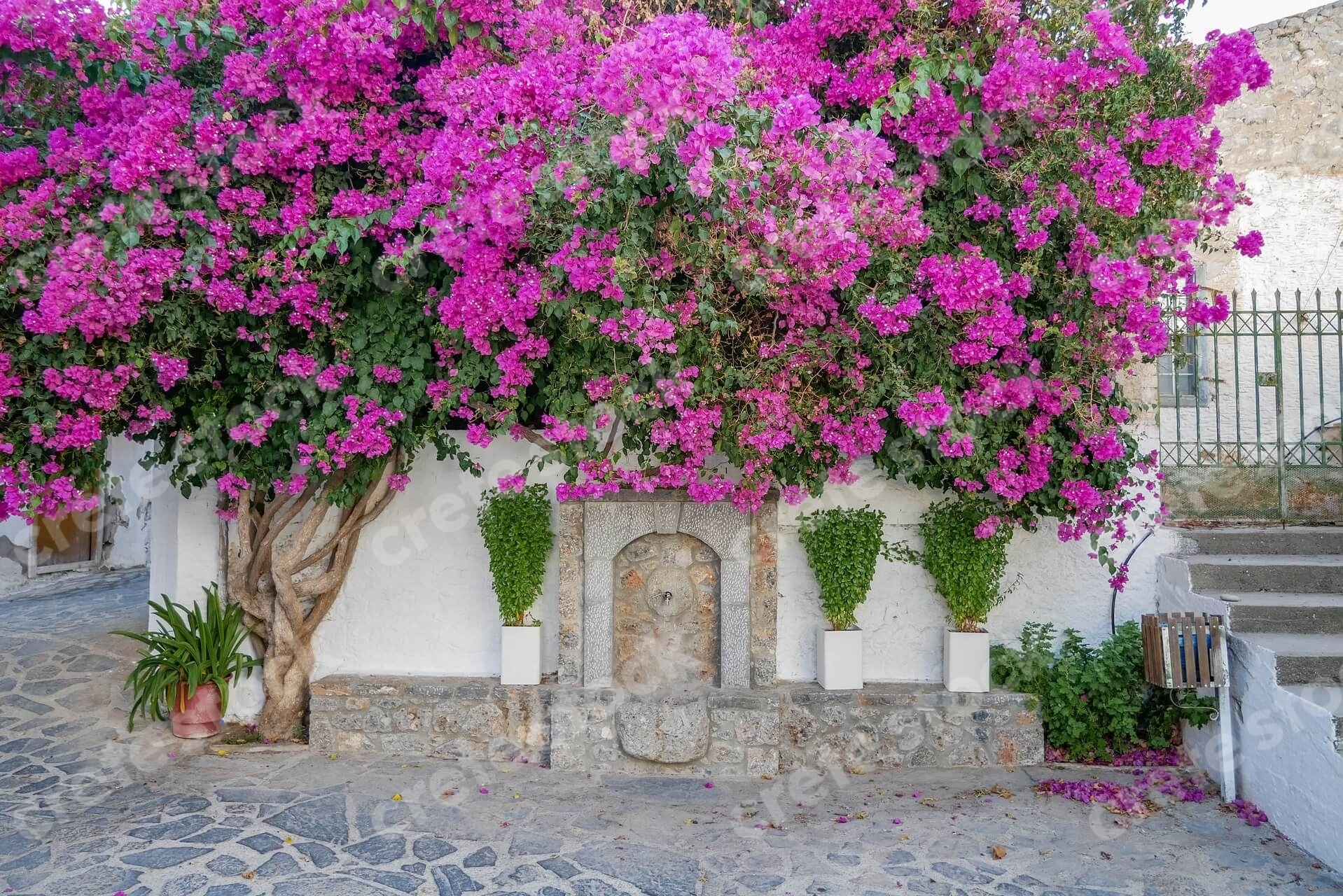 flowers-in-kritsa-village-in-agios-nikolaos-lasithi